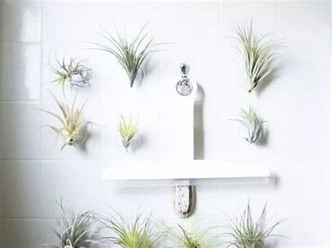 自來雀死 浴室植物設計
